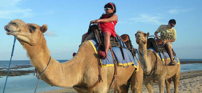 キャメルサファリ