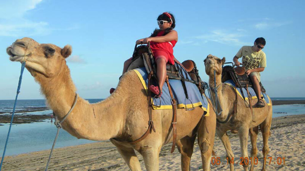 bali camel safari