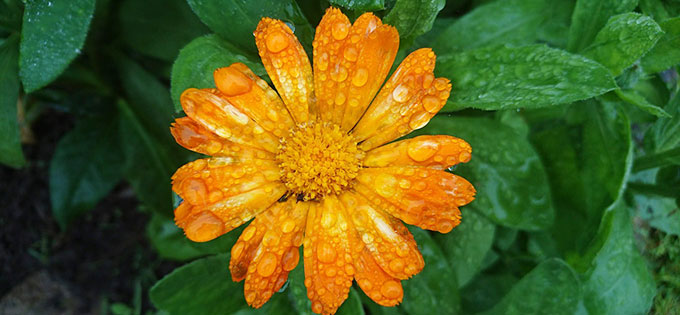 雨上がりに雨粒をたたえたお花