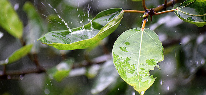 雨粒が当たる葉っぱ