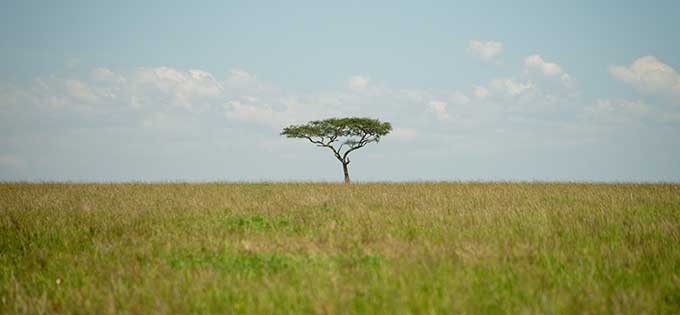 アフリカのサバンナの草原