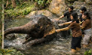 エレファントケアアクティビティ