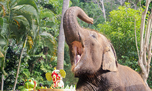 エレファントマッドファン