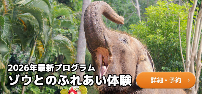 バリズーへのリンク