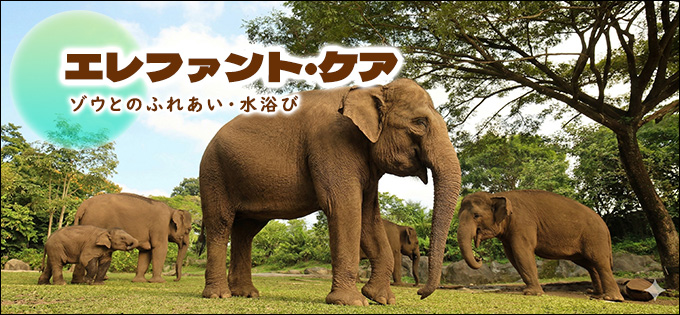 バリ島エレファントケア・アクティビティ