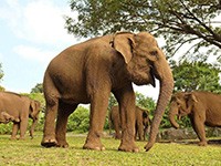 エレファントケア