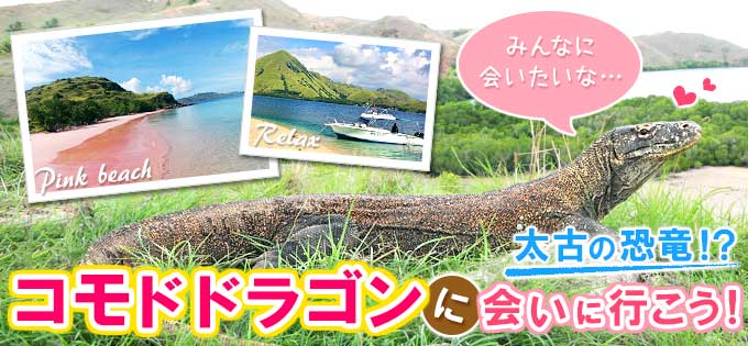 コモド島ツアーのご予約手配なら!