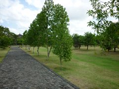 公園内の様子