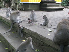 お猿の一家