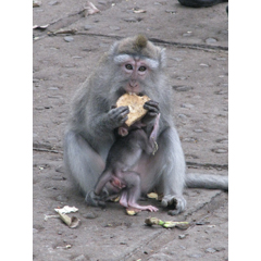 餌を食べる猿